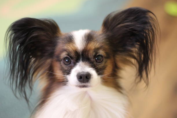 istock My favorite pet 1186885907