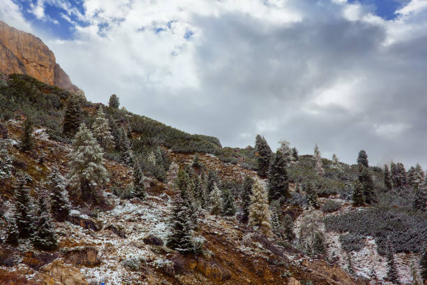 istock Huge spruce powdered with the first snow 1186885952