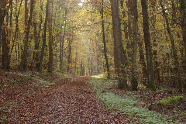 istock autumnal forest in the Spessart 1186886755
