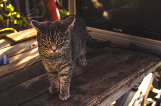 istock Little surprised kitten on a wooden desktop in the backyard 1186887073