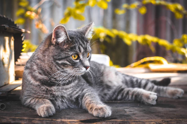 istock Little surprised kitten on a wooden desktop in the backyard 1186887108