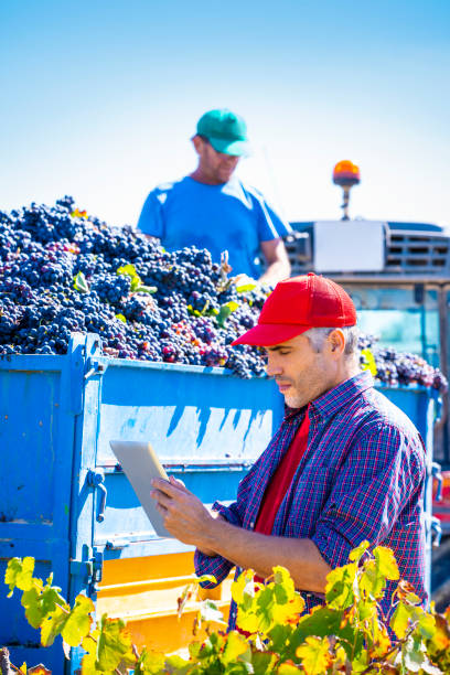 viticoltore e raccoglitore d'uva parlando con il controllo qualità tablet pc - ipad farmer agronomy pc foto e immagini stock