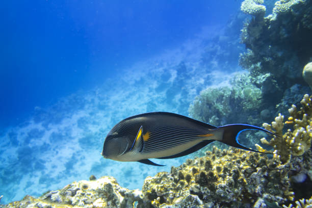 Tropical Sohal Surgeonfish (Acanthurus Sohal) In The Sea Near Coral Reef. Tropical Fish In The Ocean. Sohal Surgeonfish With Black Fins, Yellow And Blue Stripes. Acanthurus Sohal In The Sea Near Coral Reef. colorful sohal fish (acanthurus sohal) stock pictures, royalty-free photos & images