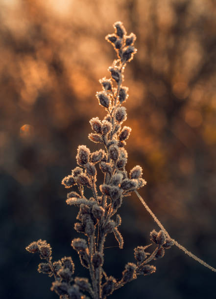 Just a photo of fading nature in autumn morning
