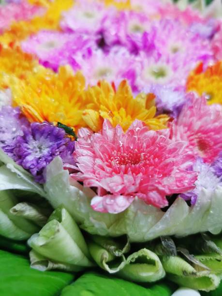 istock Unretouched​ Colorfull​ Flower​ with​out​ leave​ 1186891328