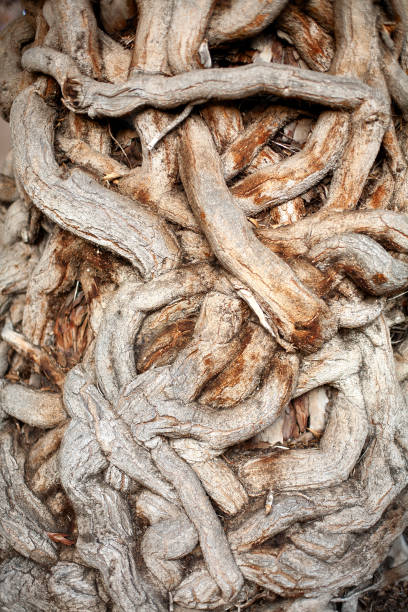 istock Detail of strange tree 1186892871