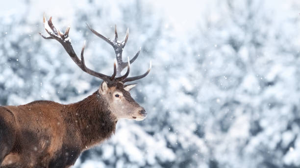 istock Noble deer male in the winter snow forest. Copy space. 1186893356