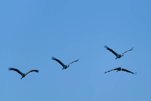 istock Crane birds or Common Cranes flying in mid air  during the autumn migration 1186893408