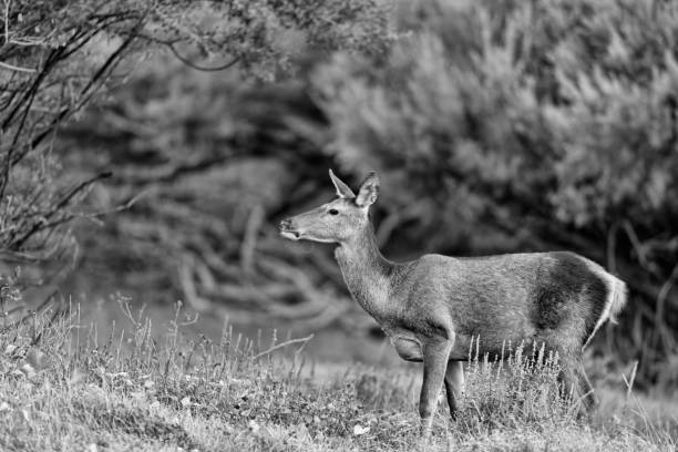 istock Wonderful portrait of Red deer (Cervus elaphus) 1186893476