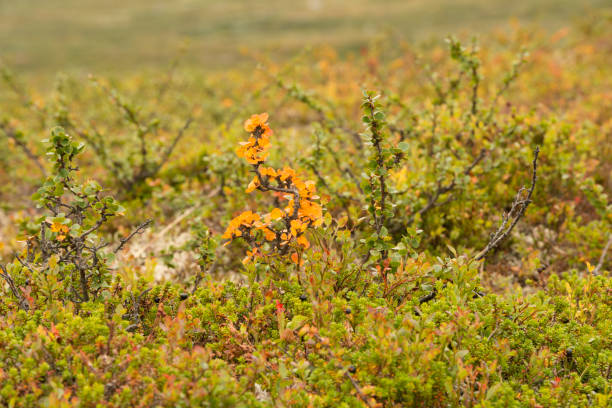 Autumn colored dwarf birch in the high Norwegian mountains Autumn colored dwarf birch (Betula nana) tree/bush, and other plants including European blueberries (bilberry or Vaccinium myrtillus) and black crowberry (Empetrum nigrum), in the high Norwegian mountains of Jotunheimen National Park on a cloudy day in late August. betula utilis stock pictures, royalty-free photos & images