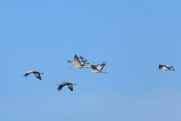 istock Crane birds or Common Cranes flying in mid air  during the autumn migration 1186893596
