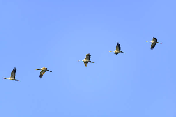 istock Crane birds or Common Cranes flying in mid air  during the autumn migration 1186893619