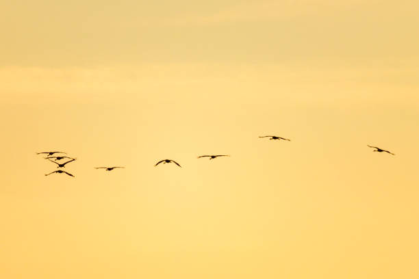 istock Crane birds or Common Cranes flying in mid air sunset during the autumn migration 1186893665