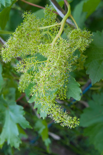 istock grape vine inflorescence with pollen close up 1186894779