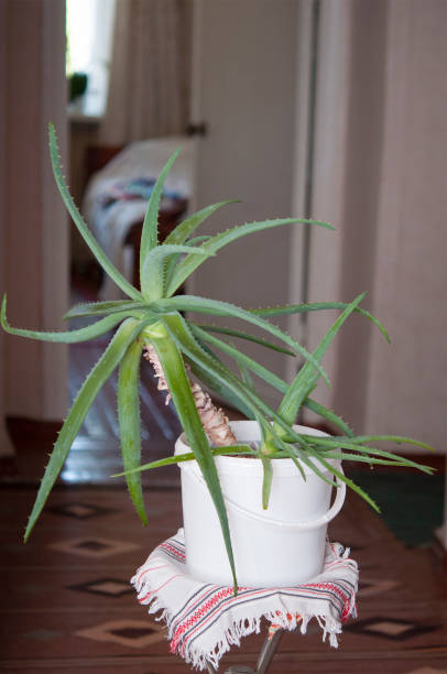 istock tree aloe plant in vintage interior 1186894798