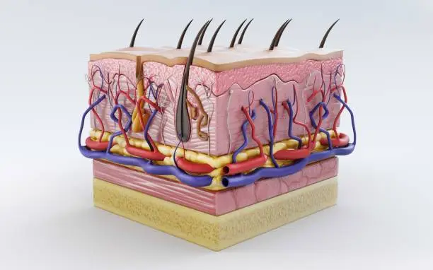 3d render of a layered human skin cross section with hairs