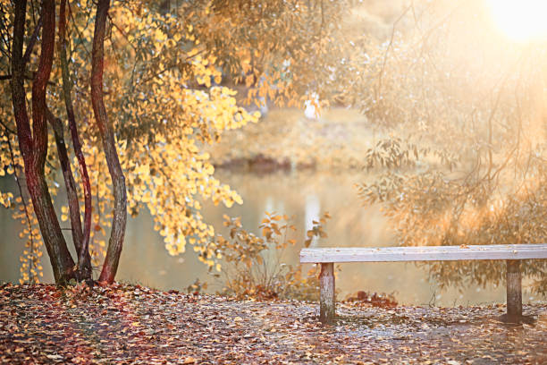 istock Autumn rain in the park 1186896698
