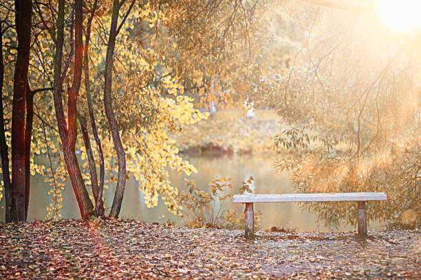 istock Autumn rain in the park 1186896757