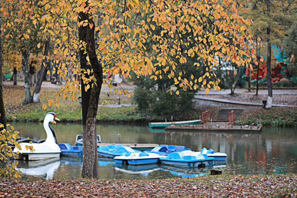 Autumn rain in the park during the day
