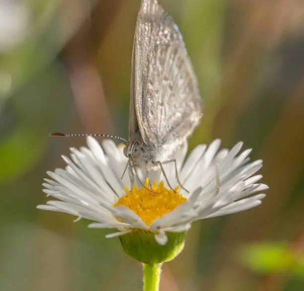 Common grass blue butterfly sitting on a white gerbera flower front view shot