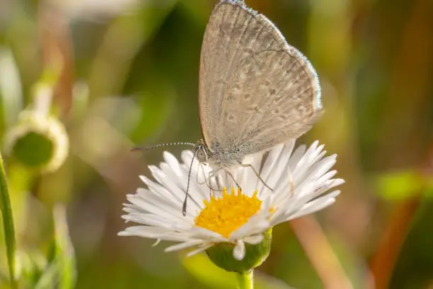Common grass blue butterfly sitting on a white gerbera flower side view shot