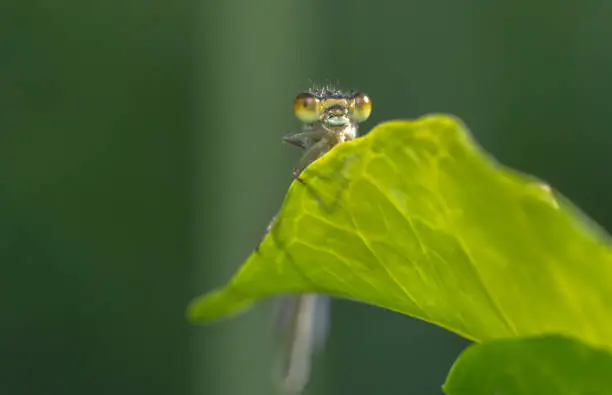 Tiny damselfly looking curiously and sitting on a green plant - bottom up shot