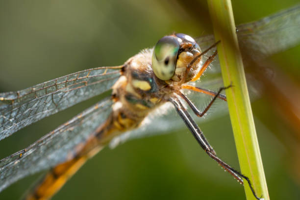 istock Green dragonfly with yellow and black tail close up shot from the front side 1186897393