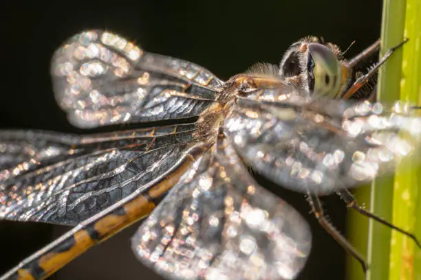 Green dragonfly with yellow and black tail close up shot with its wings glowing like a diamond