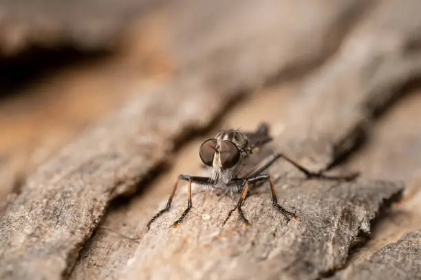 Tiny robber fly sitting on a tree bark front view shot with texture of tree
