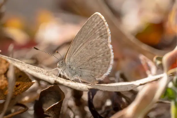 Close up shot of a Common grass blue butterfly sitting on dry leaves blended in the nature