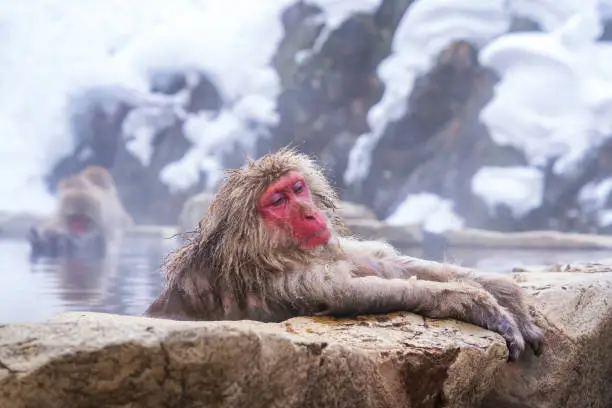 Photo of Travel Asia. The Red-cheeked monkey is soaking in the water to relax the cold happily. During winter, You see monkeys soaking at Hakodate is popular hot spring. The snow monkeys soak in Japan.