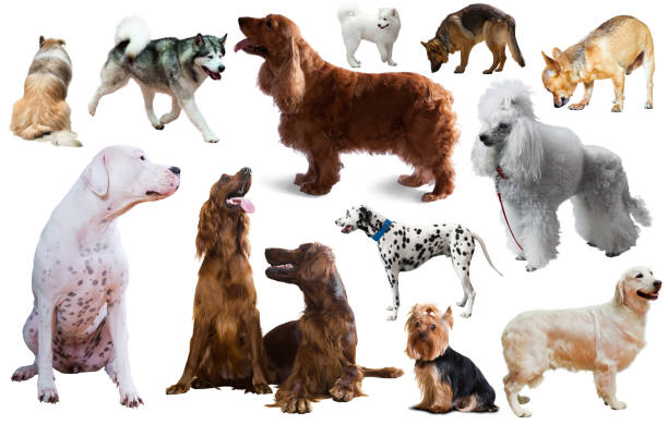 istock dog breed isolated 1186898062