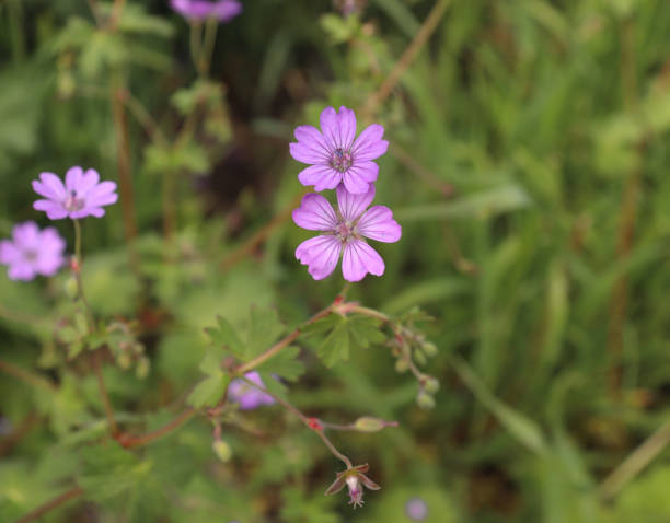 istock Pyrenean Geranium grows in shrubbery, lawns, fields, gardens, parks, roadside, ditches, railroads, road embankments. Flowering period, May- October.Blurred background. 1186899933