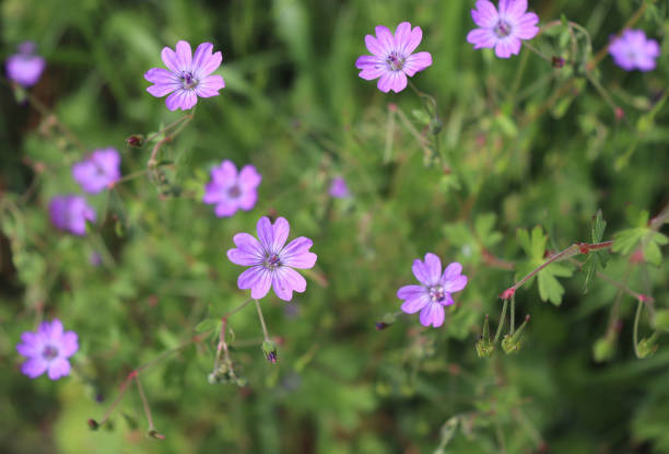 istock Pyrenean Geranium grows in shrubbery, lawns, fields, gardens, parks, roadside, ditches, railroads, road embankments. Flowering period, May- October.Blurred background. 1186899964