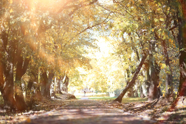 istock Autumn background in the park 1186900884