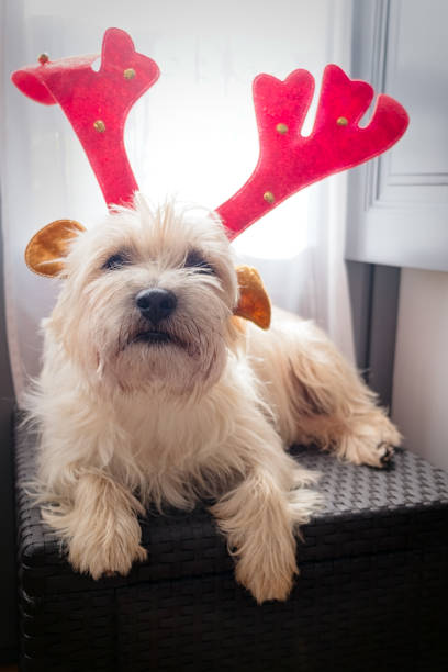istock Santa dog Kern Terrier 1186900967