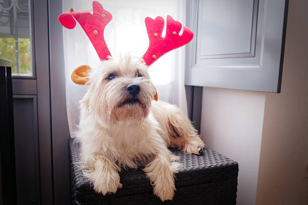 istock Santa dog Kern Terrier 1186900969