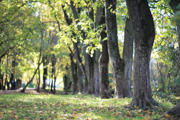 istock Autumn background in the park 1186901136
