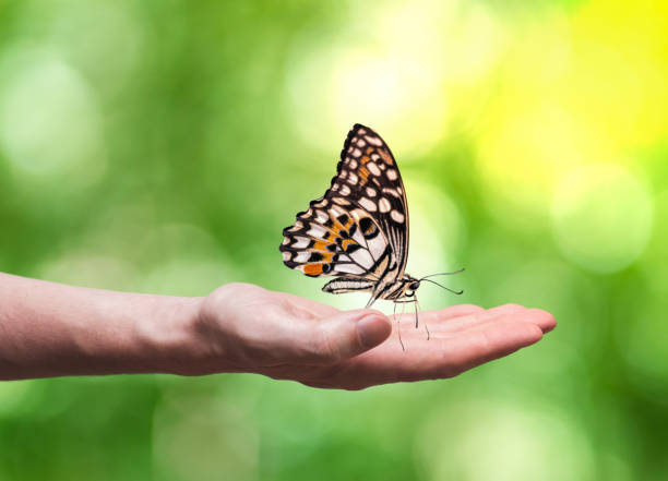 istock Beautifull butterfly is sitting on hand in nature. 1186902245