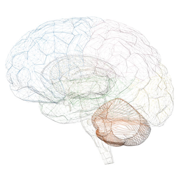 istock Wireframe of the human brain with colorful parts. Side view. Vector illustration 1186902446