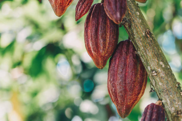istock Cacao Tree (Theobroma cacao). Organic cocoa fruit pods in nature. 1186902872