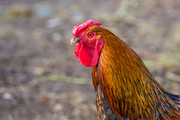istock feathery bird colorful cock on a walking 1186903681