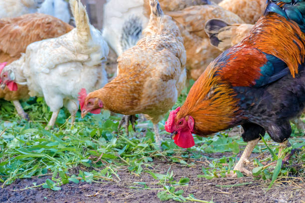 istock feathered chicken and rooster on grazing 1186903682