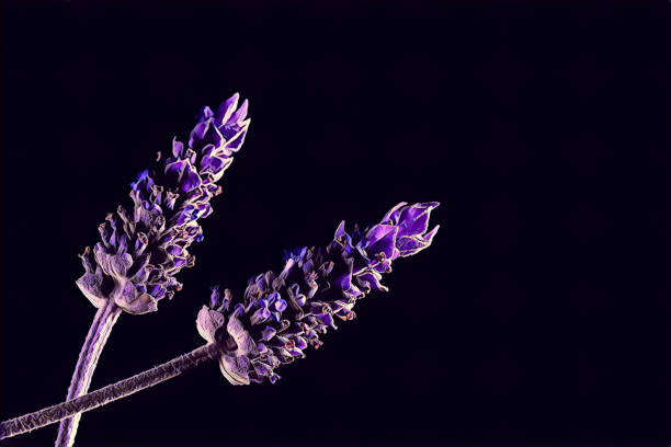 istock Two purple lavender flowers with copy space stylized digital artwork 1186904325