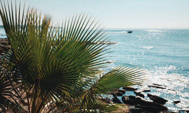 View through the palm leaves on a beach and a boat in the background
