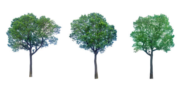 istock collections green tree isolated. green tree  isolated on white background. 1186905110