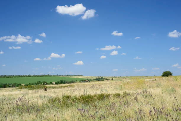 istock country landscape. Empty field against blue sky with clouds 1186905745