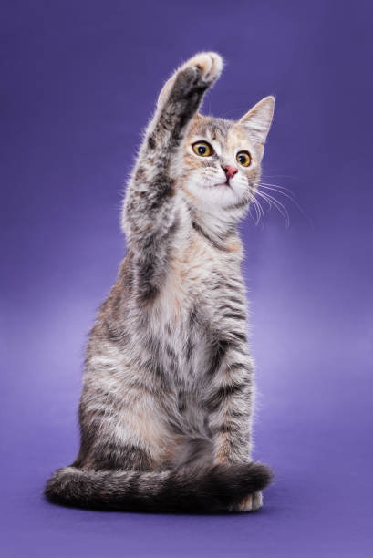 istock Cute stripped kitten. Purple background 1186905810