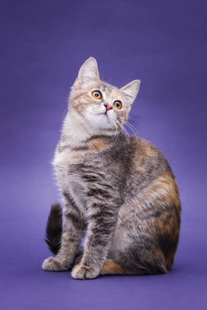istock Cute stripped kitten. Purple background 1186905815