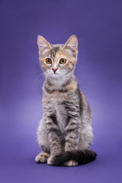 istock Cute stripped kitten. Purple background 1186905826